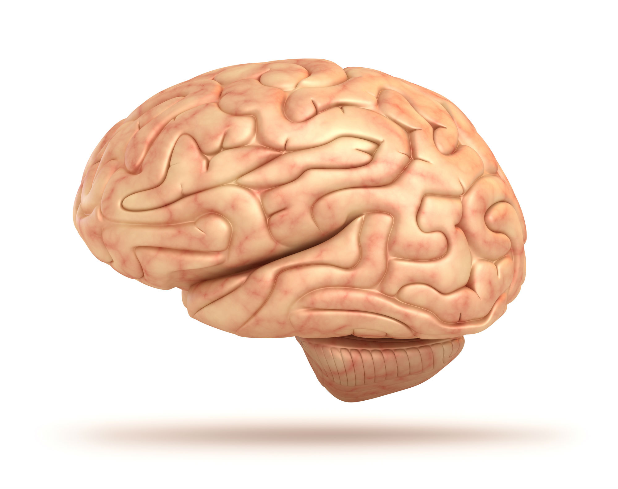Model of the human brain
