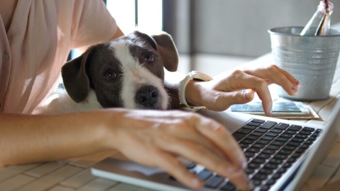 Female Hands Working On Laptop With Cute Dog a work from home environment.