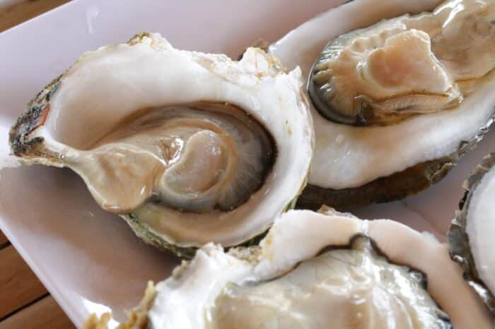 Raw Oysters in a Shell / Close up Raw Oysters in a Shell