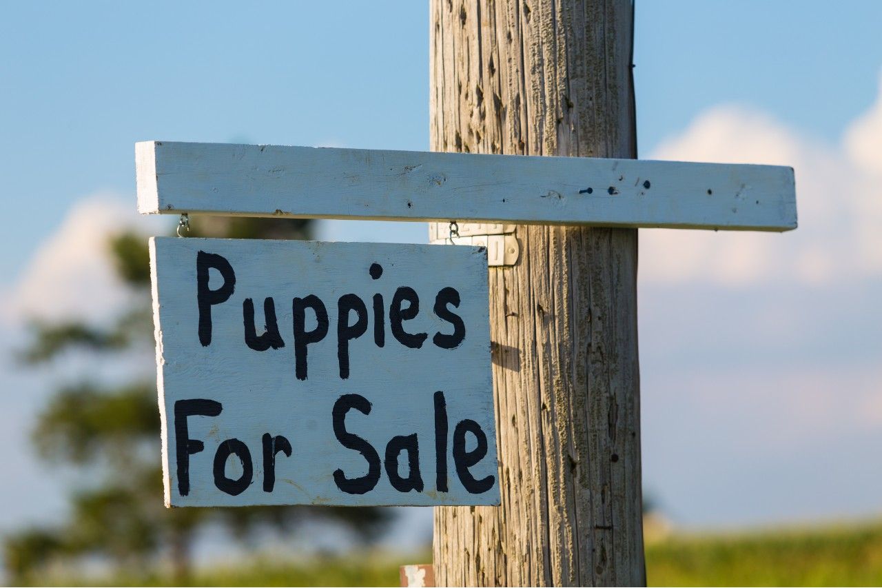 Google Lawsuit Targets User Who Allegedly Used Its Services To Run Fake Puppy Selling Operation