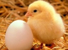 Tyson Foods Tyson Foods