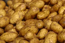 Idaho potatoes
