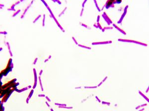 bacteria strain
