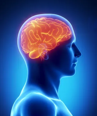 brain