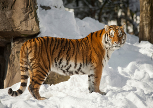 Siberian Tiger