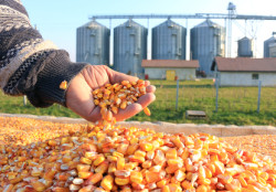 GMO corn seeds