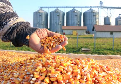 GMO corn seeds