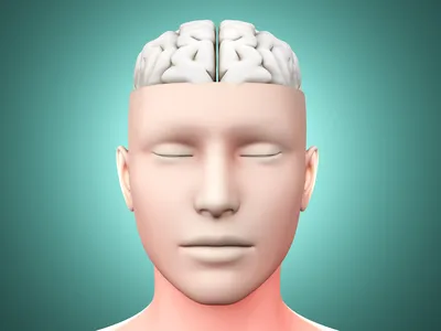 human brain