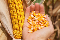 corn class action lawsuit