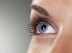 Blue eye on grey background (shallow DoF)