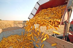 syngenta-corn-harvest
