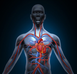 Human circulation cardiovascular system with heart anatomy from a healthy body isolated on white background as a medical health care symbol of an inner vascular