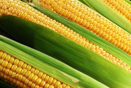 corn cob between green leaves