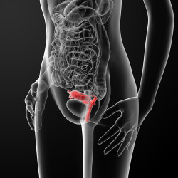 Female Reproductive System - side view