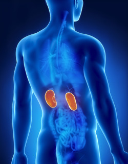 Kidney male anatomy posterior x-ray view