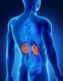 Kidney male anatomy posterior x-ray view