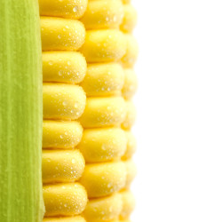 Grains of Ripe Corn with Water Droplets / Extreme Macro / Isolated / with copy space for text