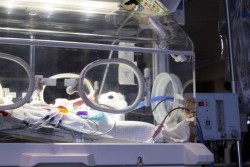 zofran-nicu-defects