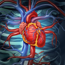 Bard IVC filter