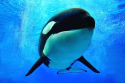 SeaWorld class action