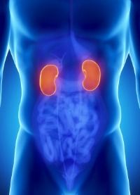 Male anatomy of human organs in x-ray view