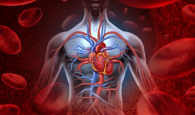 heart blood system