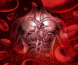 Blood system and circultaion with a human heart cardiovascular icon with anatomy from a healthy body on a background with blood cells as a medical health care symbol of an inner organ as a medical health care concept.