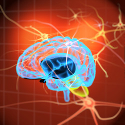 brain and nerve paths