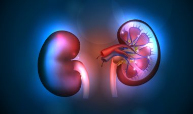 Kidneys anatomy illustration, abstract blue background.