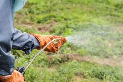Roundup linked to cancer