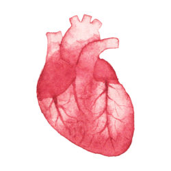 Heart