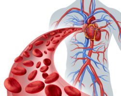 blood thinner Eliquis red blood cells