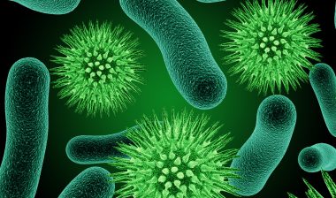 bacteria