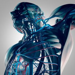 IVC filter, human torso
