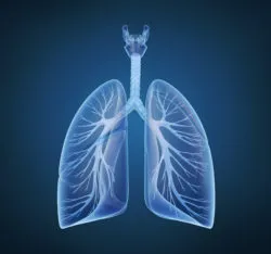 lungs