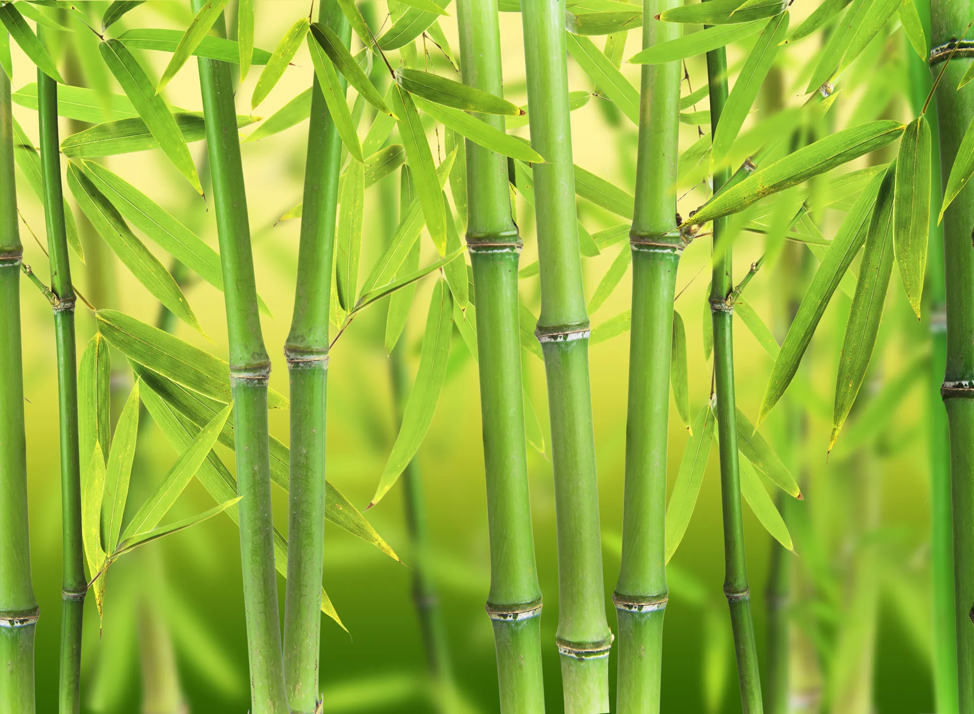 Bamboo sprouts forest