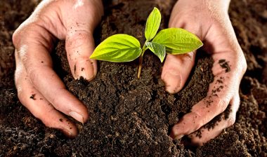 Roundup Cancer gardening Monsanto