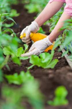 Monsanto Roundup Cancer hands spraying plants