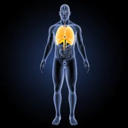 lung cancer, respiratory system