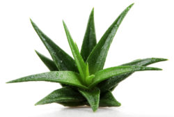 aloe vera class action lawsuit