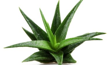 aloe vera class action lawsuit