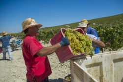 wage and hour agricultural workers minimum wage