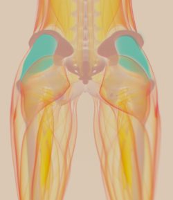 pelvis, pelvic mesh