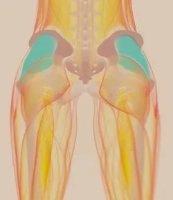 pelvis, pelvic mesh