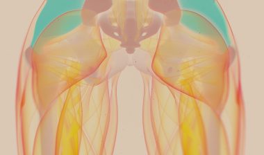pelvis, pelvic mesh