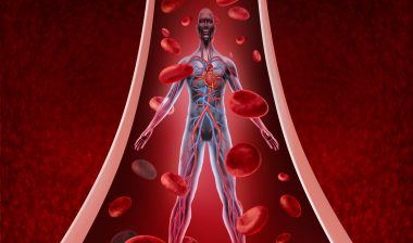 Human circulatory system