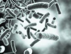 bacteria cells