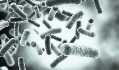 bacteria cells