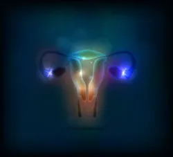 female uterus