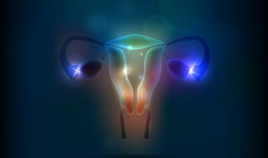 female uterus